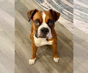 Boxer Dogs for adoption in Dumont, NJ, USA