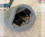 Small #18 Mutt