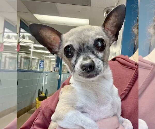 Medium Photo #2 Chihuahua Puppy For Sale in Lincolnwood, IL, USA