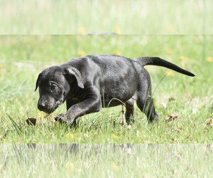 Mutt Dogs for adoption in Mechanicsburg, PA, USA