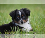 Small #1 Miniature Australian Shepherd