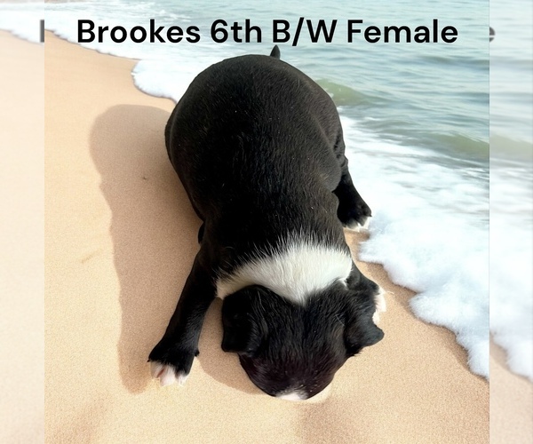 Medium Photo #13 Boston Terrier Puppy For Sale in EWING, KY, USA