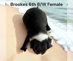 Small #12 Boston Terrier