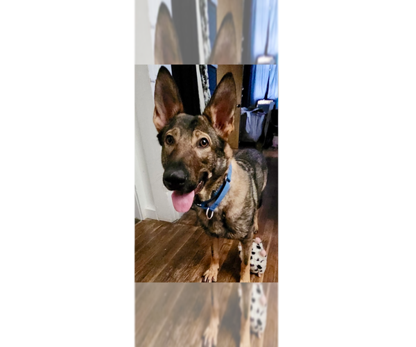 Medium Photo #21 German Shepherd Dog-Unknown Mix Puppy For Sale in Brewster, NY, USA