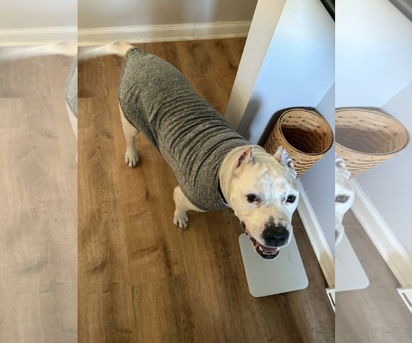 Medium Photo #3 Mutt Puppy For Sale in Catasauqua, PA, USA