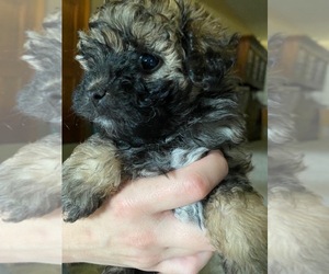 Aussiedoodle Miniature  Puppy for Sale in WINTER HAVEN, Florida USA