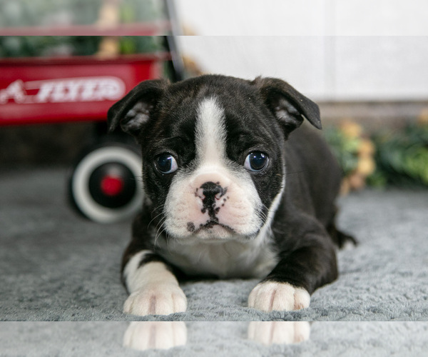 Medium Photo #2 Boston Terrier Puppy For Sale in BEACH CITY, OH, USA