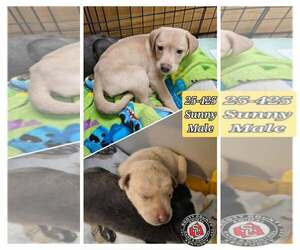 Feist Terrier-Unknown Mix Dogs for adoption in Georgetown, KY, USA
