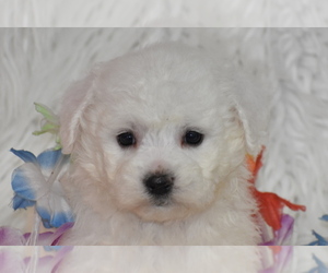 Bichon Frise Puppy for sale in ELDORADO, OH, USA