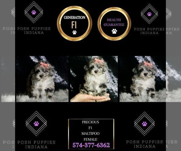 Medium Photo #8 Maltipoo Puppy For Sale in WARSAW, IN, USA