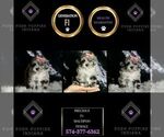Small Photo #104 Maltipoo Puppy For Sale in WARSAW, IN, USA