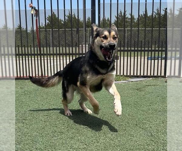 Medium Photo #13 German Shepherd Dog-Unknown Mix Puppy For Sale in Rockwall, TX, USA