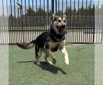 Small #12 German Shepherd Dog Mix