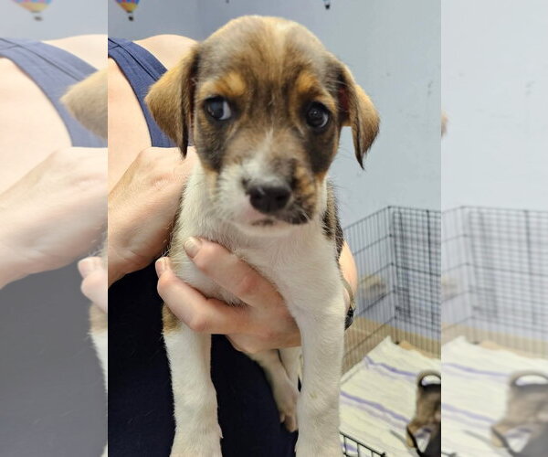 Medium Photo #1 Mutt Puppy For Sale in Gilberts, IL, USA
