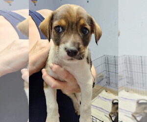 Mutt Dogs for adoption in Gilberts, IL, USA