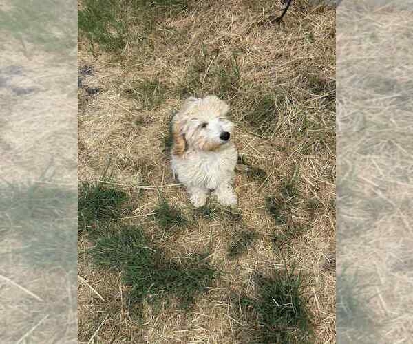 Medium Photo #3 Maltipoo Puppy For Sale in MANCHACA, TX, USA