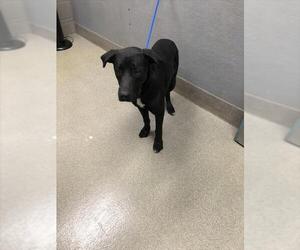 Labrador Retriever-Unknown Mix Dogs for adoption in Las Vegas, NV, USA