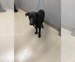 Small Labrador Retriever Mix