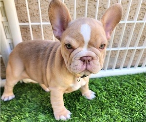 French Bulldog Puppy for sale in LAS VEGAS, NV, USA