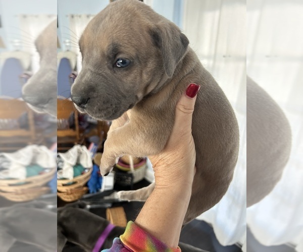 Medium Photo #6 Great Dane Puppy For Sale in CLANTON, AL, USA