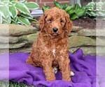 Small #4 Goldendoodle-Poodle (Standard) Mix