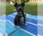 Small #3 American Pit Bull Terrier-American Staffordshire Terrier Mix