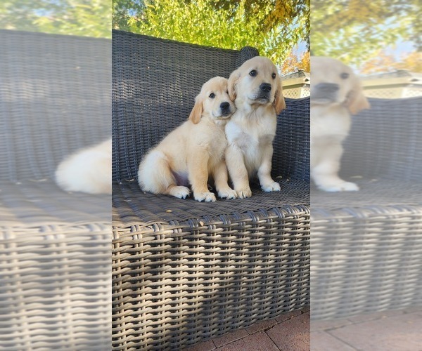 Medium Photo #3 Golden Retriever Puppy For Sale in ELVERTA, CA, USA