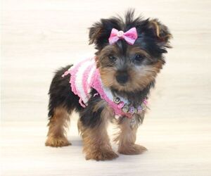 Yorkshire Terrier Puppy for sale in LAS VEGAS, NV, USA