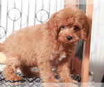 Small #3 Cavapoo