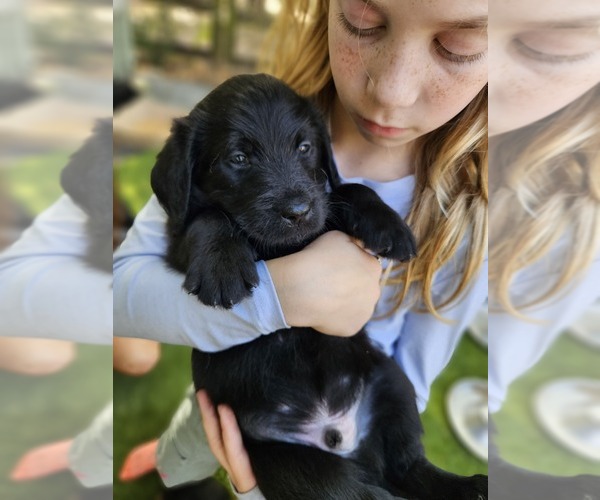 Medium Photo #8 Labradoodle Puppy For Sale in BOERNE, TX, USA