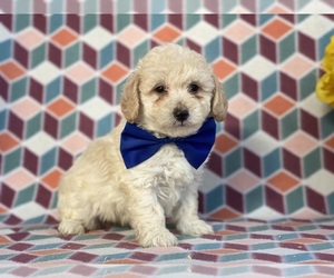 Poodle (Miniature) Dog for Adoption in LANCASTER, Pennsylvania USA