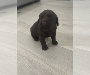 Labrador Retriever Puppy for sale in WEST COVINA, CA, USA