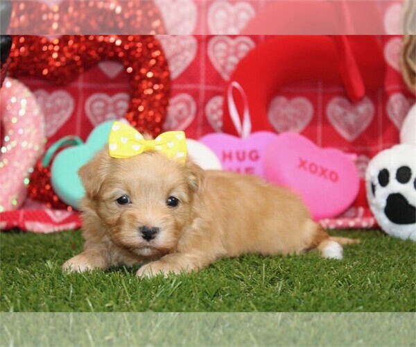 Medium Photo #3 Morkie Puppy For Sale in THONOTOSASSA, FL, USA