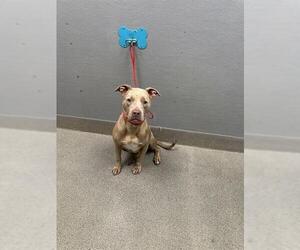 Mutt Dogs for adoption in Las Vegas, NV, USA