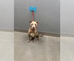 Small Mutt