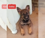 Small Photo #1 German Shepherd Dog Puppy For Sale in ASHEBORO, NC, USA