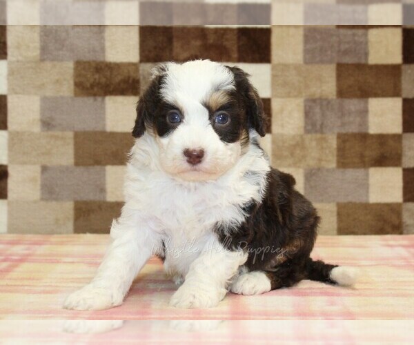 Medium Photo #4 Bernedoodle (Miniature) Puppy For Sale in DENVER, PA, USA