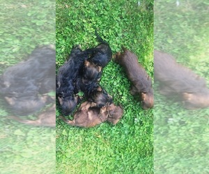 Dachshund Puppy for sale in HILTON, NY, USA
