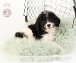 Small Photo #29 Saint Berdoodle Puppy For Sale in LEAVENWORTH, IN, USA