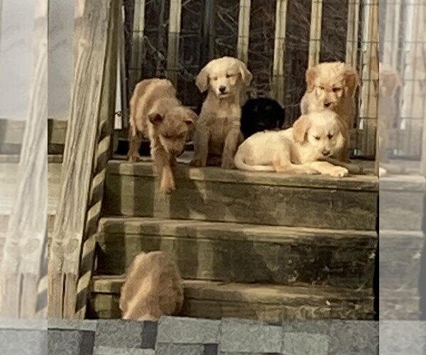 Medium Photo #2 Goldendoodle Puppy For Sale in FYFFE, AL, USA