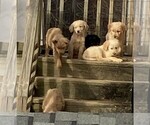 Small Photo #2 Goldendoodle Puppy For Sale in FYFFE, AL, USA