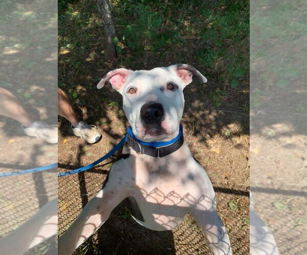 Medium Photo #4 American Pit Bull Terrier-Unknown Mix Puppy For Sale in New York, NY, USA