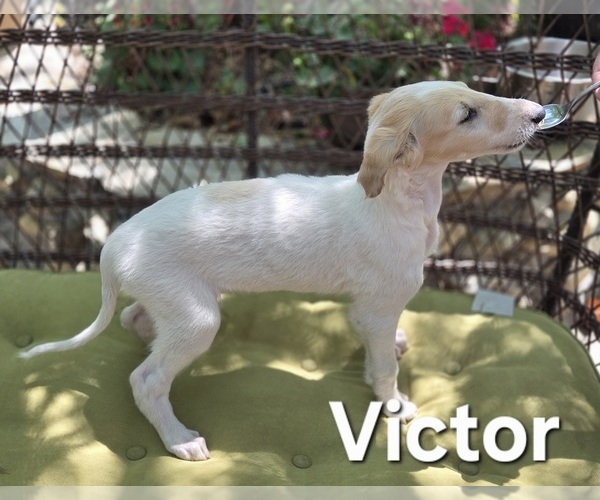 Medium Photo #1 Borzoi Puppy For Sale in YUCAIPA, CA, USA