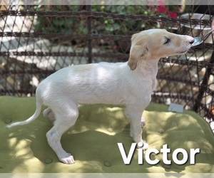 Borzoi Puppy for Sale in YUCAIPA, California USA