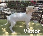 Image preview for Ad Listing. Nickname: Victor
