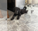 Small Photo #5 Labradoodle Puppy For Sale in WALSTONBURG, NC, USA