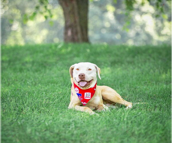 Medium Photo #14 Mutt Puppy For Sale in Unionville, PA, USA