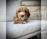Small Photo #20 Goldendoodle (Miniature) Puppy For Sale in OWENSBORO, KY, USA