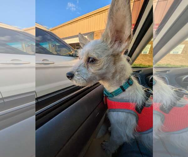 Medium Photo #9 Mutt Puppy For Sale in Arlington, VA, USA