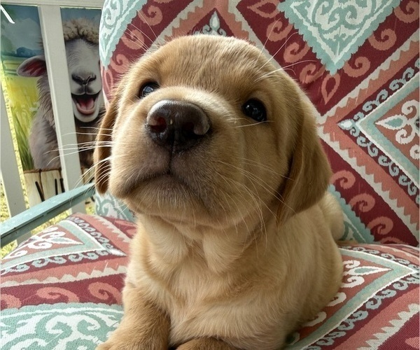 Medium Photo #17 Labrador Retriever Puppy For Sale in SPOTSYLVANIA, VA, USA